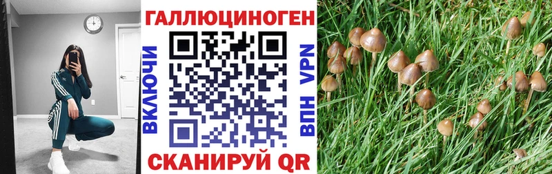 Псилоцибиновые грибы Psilocybine cubensis  Котельниково 
